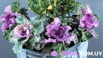 Vivero San Ramón - 90600 San Ramón