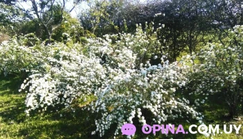 Vivero Torres - 19 De Abril