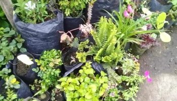 Vivero Universo Verde - Departamento De Rocha