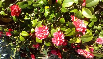 ViveroElFresno - 15500 Barros Blancos