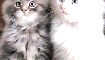 Viviendas Coleol - Pan De Azúcar