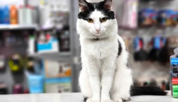 Yo Te Quiero Tienda De Mascotas - 11900 Montevideo