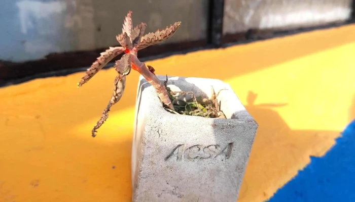 Acsa Inmobiliaria -    Casa Central Precios - Montevideo