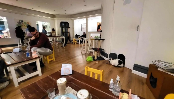 Adrianuzcas Cat Cafe Ambiente