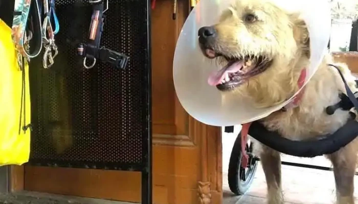 Agro Veterinaria Romero - 14100 La Paz