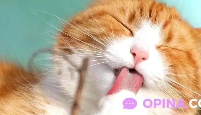 Agromascotas - 94000 Florida