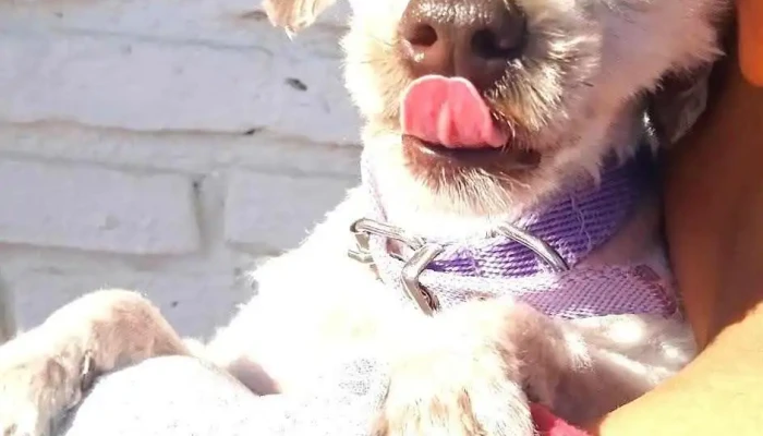 Agroveterinaria Cuatro Patas - Av Italia