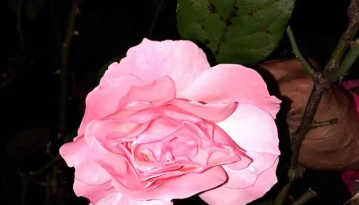 Almacen Lo De Ely - 12200 Montevideo