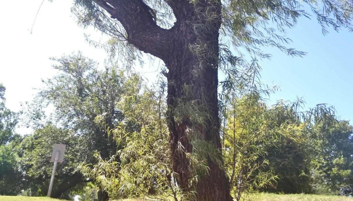 Altos Arrayanes -  De Los Visitantes - Los Arrayanes
