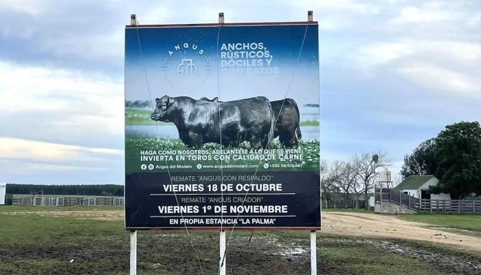 Angus Del Modelo -  Catalogo - Montevideo