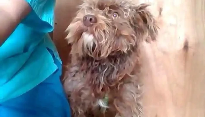 Animal Space - -54 942029