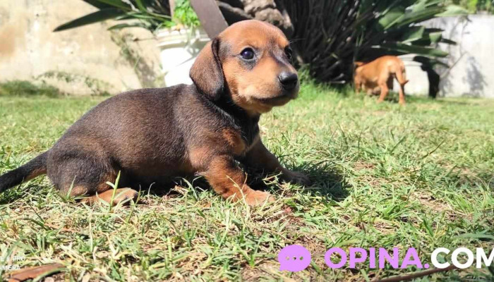 Animalitos - Departamento De Paysandú