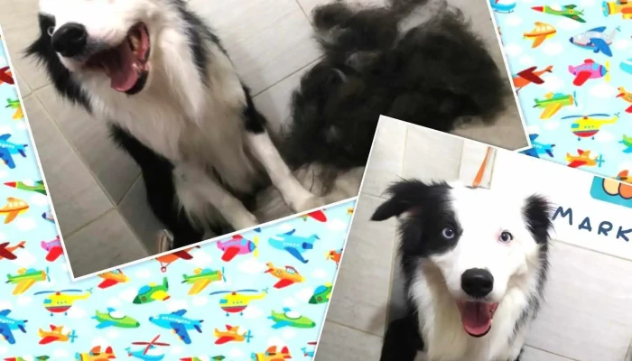 Animarket Uy - 11000 Montevideo