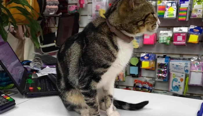 Arroz con leche - Florida