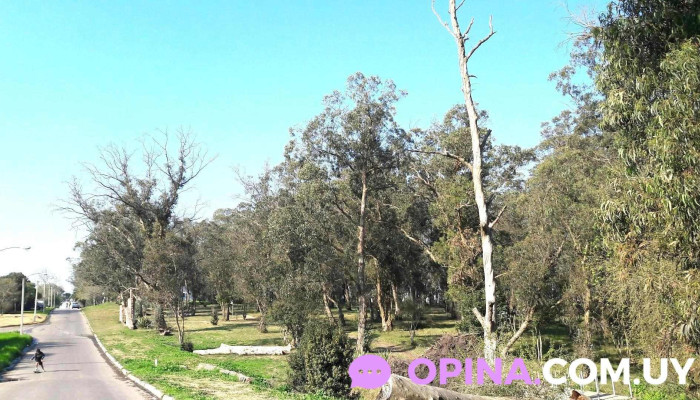 Asti Propiedades - Montevideo