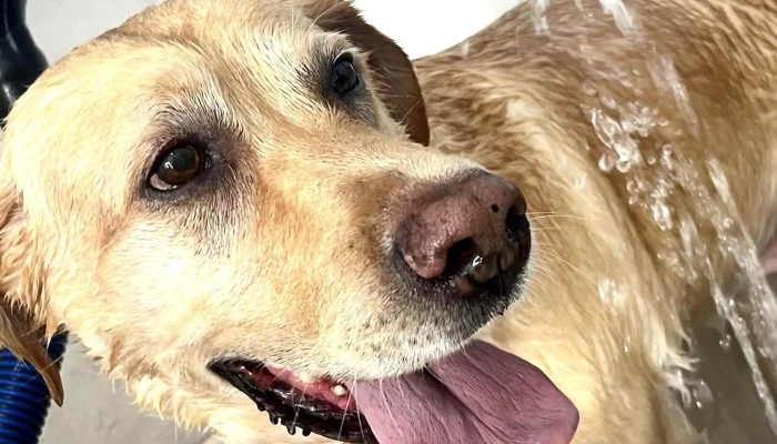 Bel Amour Estética Canina - C. 12 002