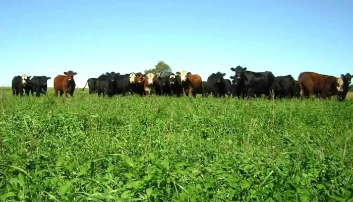 Bienes Uruguay -  Del Propietario - Melo