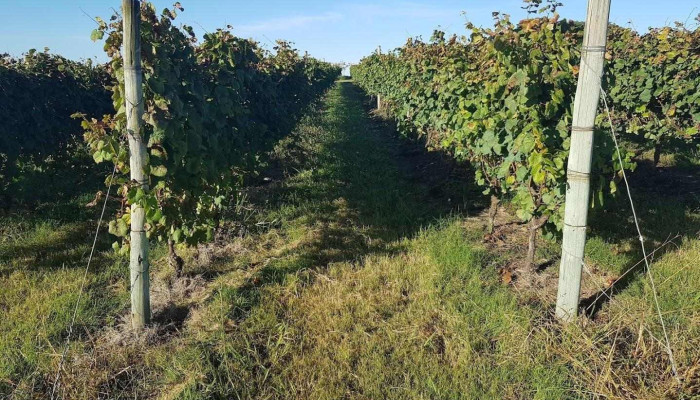 Bodega Artesana:  Campo