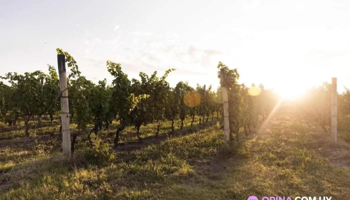 Bodega Artesana:  Del Propietario