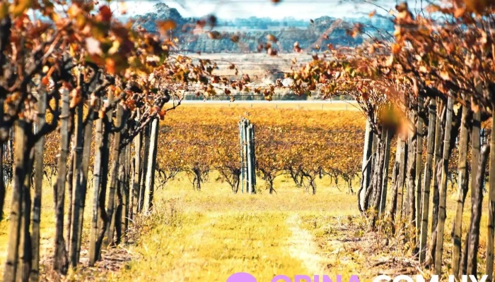 Bodega Pablo Fallabrino -  Campo - Estación Atlántida