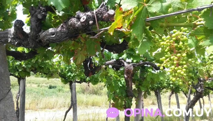 Bodega Pablo Fallabrino -  Vina - Estación Atlántida