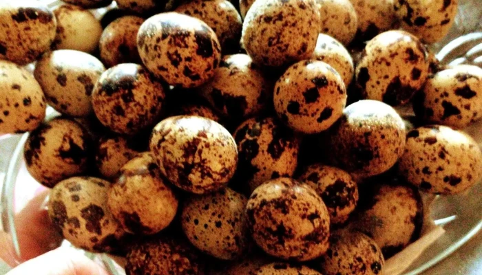 Cabana Eden Sudec Numero 558 Alimento - Las Piedras