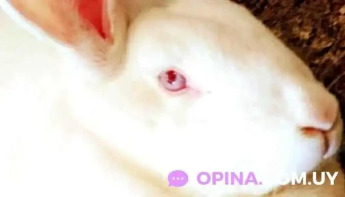 Cabaña Edén Sudec número 558 - Las Piedras