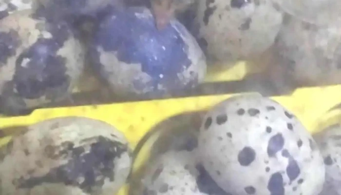 Cabana Eden Sudec Numero 558 Videos - Las Piedras