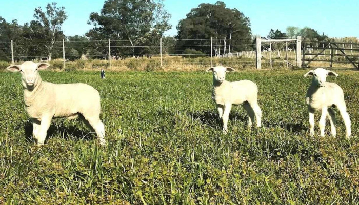 Cabaña El Camino - Canelones