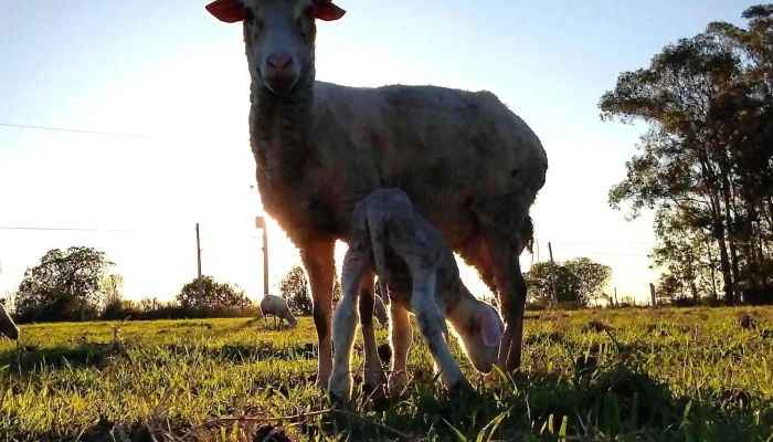 Cabana El Camino Ganado Vacuno - Canelones