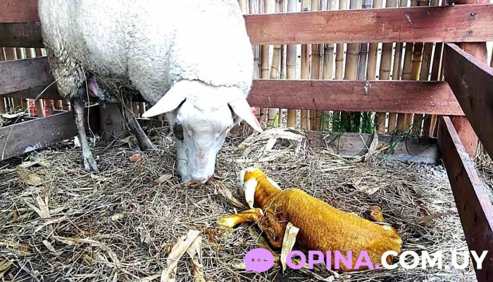 Cabana El Camino Videos - Canelones