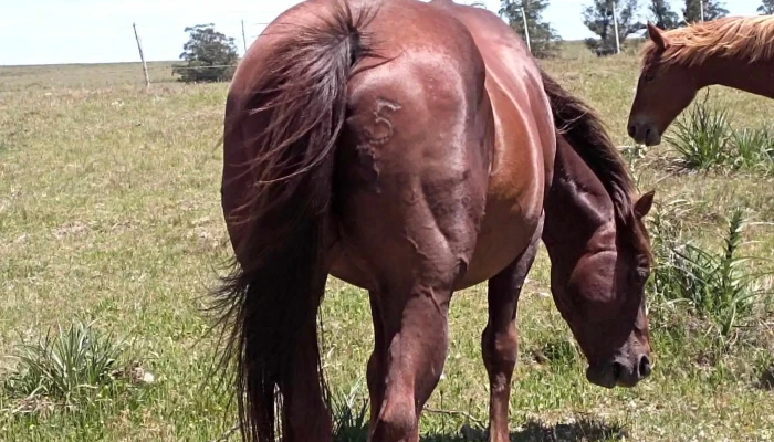 Cabana La Bruja Caballo - Casup&aacute;