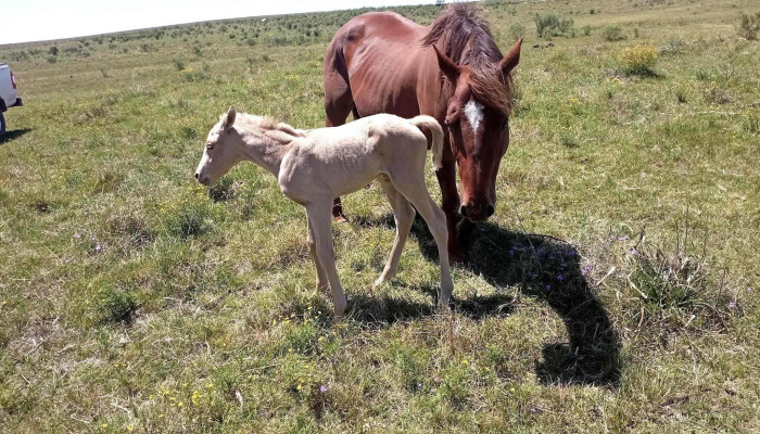 Cabana La Bruja Del Propietario - Casup&aacute;