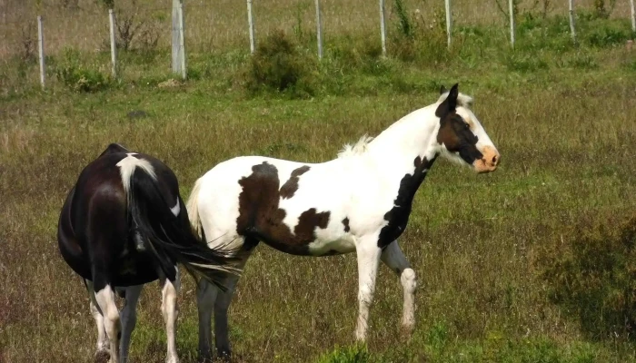 Cabana Naro Cerca De Mi - Montes