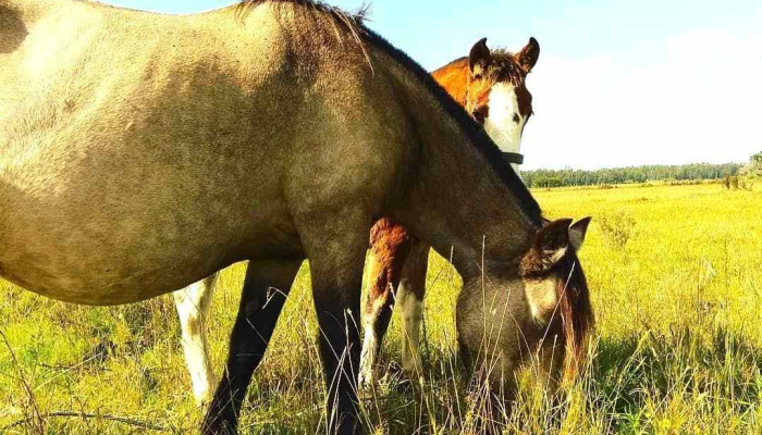 Cabana Naro De Los Visitantes - Montes