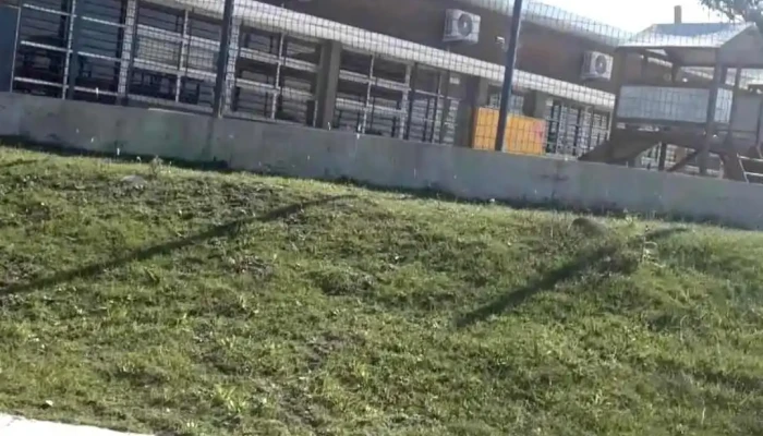 Caif Los Girasoles Videos - Rocha