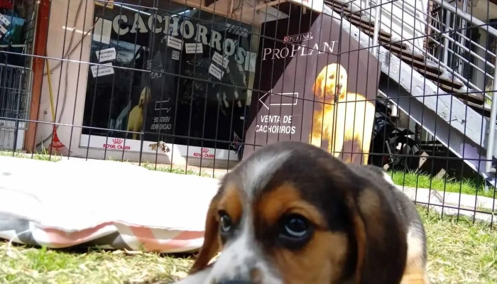 Calypso Pet's Shop - 11500 Montevideo