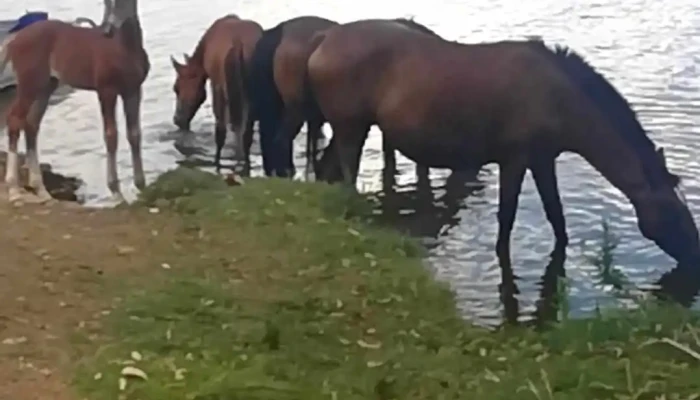 Campo Abeja Lindner -  De Los Visitantes - Montes