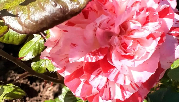 Campus Deportivo Colegio Nuestra Senora Del Huerto Instagram - Pando