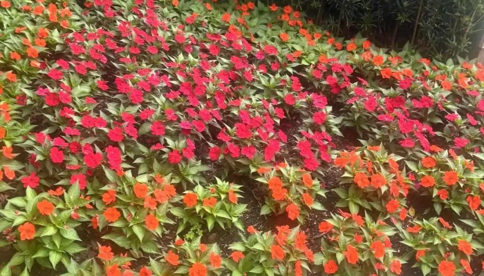 Campus Deportivo Colegio Nuestra Senora Del Huerto Mas Recientes - Pando