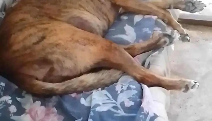 Casas Del Country -  Piriapolis Videos - Piriápolis