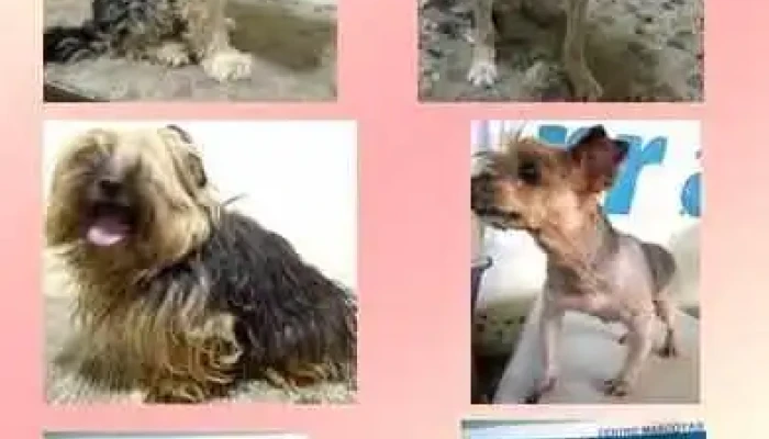 Centro Mascotas - 50000 Salto