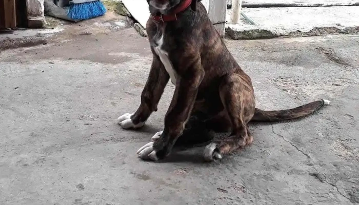 Centro Veterinario Clivet - 12200 Montevideo