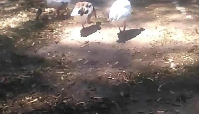 cerrajeria cibils - Uruguay