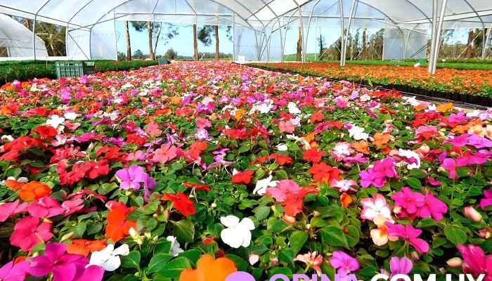 Chacra Alvarez - Paraje Los Ceibos