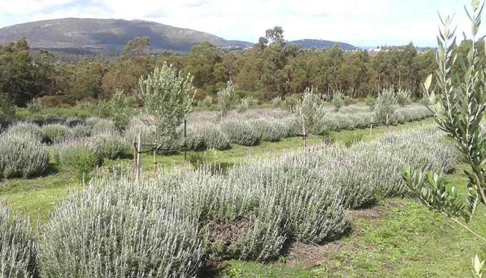 Chacra Erbabuona -  Montana - Piriápolis