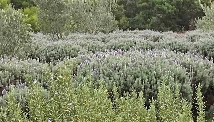 Chacra Erbabuona -  Zona - Piriápolis