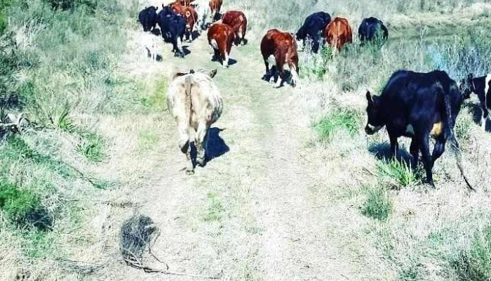 Chacra La Escondida -  De Los Visitantes - Barros Blancos