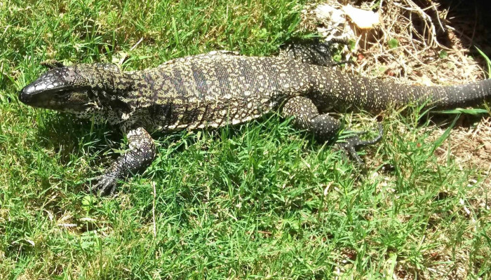 Chacra La Pampa:  Comentario 8