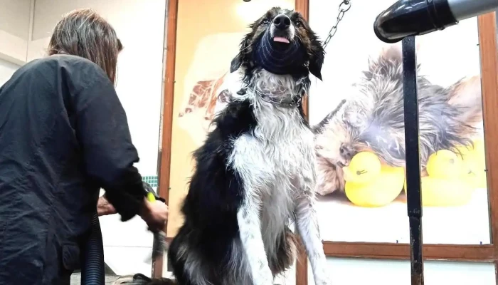 Ciudad Aventura Pet Shop - Tienda Casa Central - 11600 Montevideo